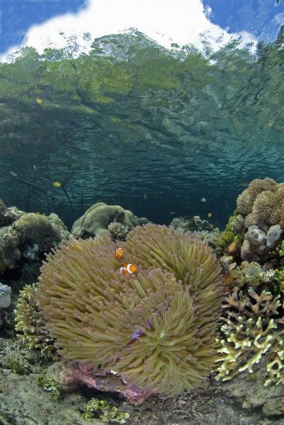 Indonesia Coral grows near surface in mangrove